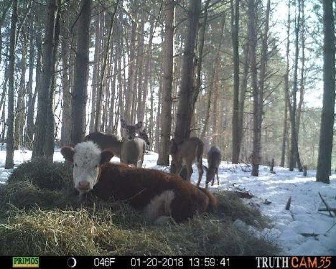 Олени усыновили… телёнка! история, коровы, спасение