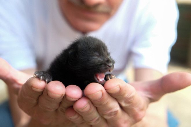25 восхитительных снимков маленьких котят которые растрогают любое сердце