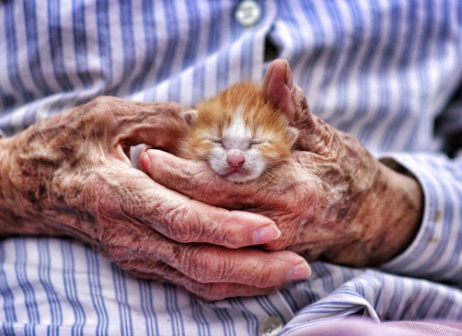 25 восхитительных снимков маленьких котят которые растрогают любое сердце