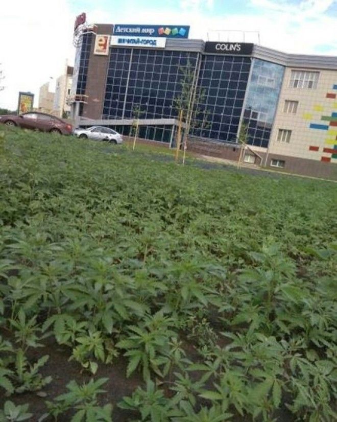 Возле здания Верховного суда Республики Хакассия выросла плантация конопли