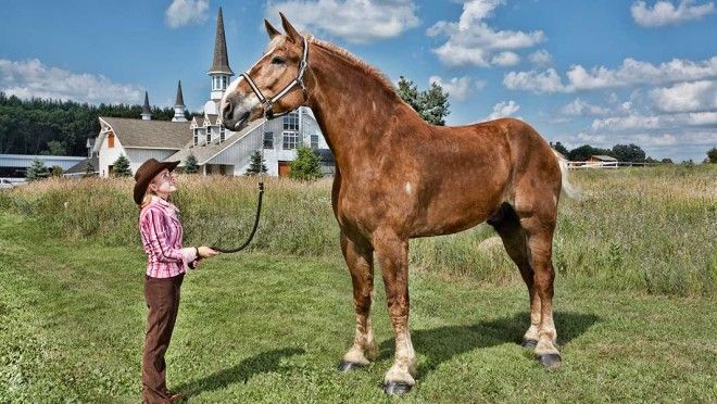 ÐÐ°ÑÑÐ¸Ð½ÐºÐ¸ Ð¿Ð¾ Ð·Ð°Ð¿ÑÐ¾ÑÑ caballo mas grande el mundo