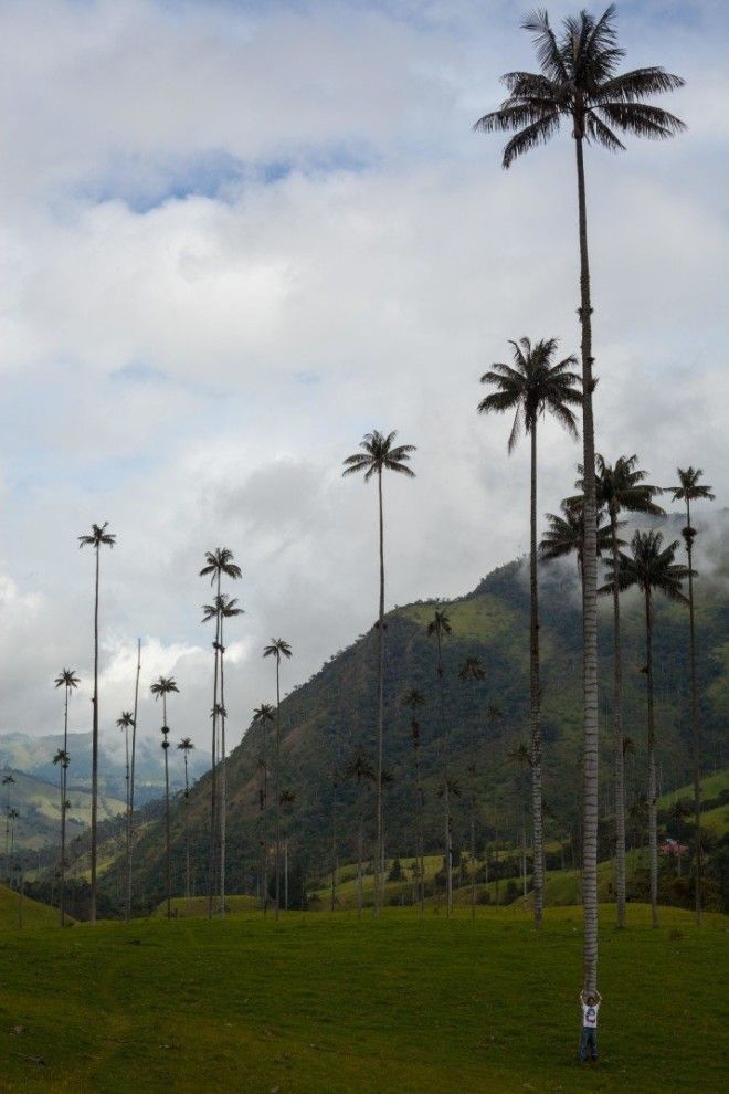 Если с такой высоты упадет кокос… в мире, вещи, размер, удивительно, фото