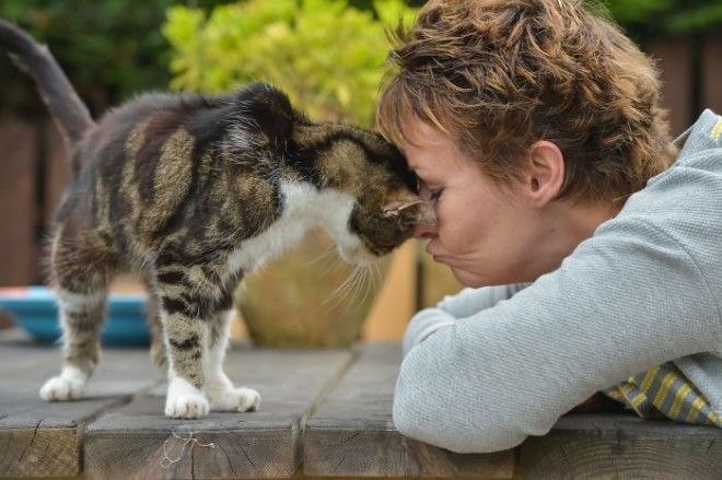 Кошка вернулась к хозяйке 13 лет спустя Счастливый конец, домашние любимцы, животные, кошки, мило, потеряшка, пропала и нашлась, трогательно