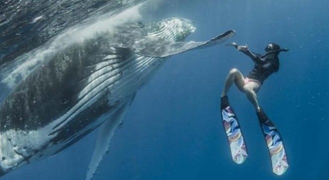 Совершенно потрясающие фотографии совместного плавания дайвера с огромным горбатым китом горбатый кит, дайвер, животные, красота, под водой, природа