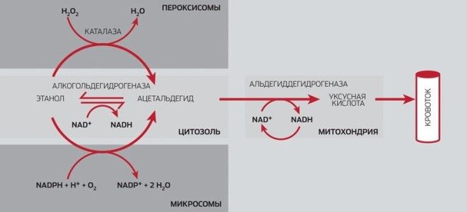 Путь этанола в организме