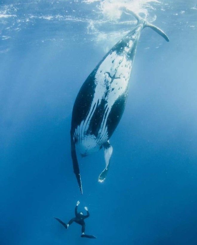 Совершенно потрясающие фотографии совместного плавания дайвера с огромным горбатым китом горбатый кит, дайвер, животные, красота, под водой, природа