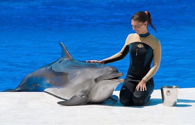 Правда ли дельфины такие умные Изображение 2
