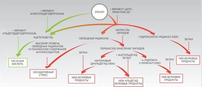 Средство от похмелья