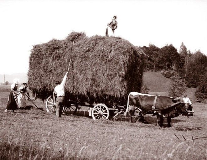 Вывоз сена на быках, Австрия ХХ век, винтаж, восстановленные фотографии, европа, кусочки истории, путешествия, старые снимки, фото