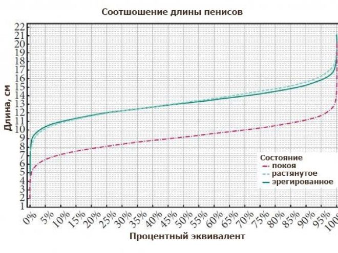 Вот какой средний размер мужского достоинства и он меньше чем вы думаете