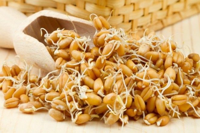 ТОП 10 полезных продуктов для продления жизни - проростки пшеницы