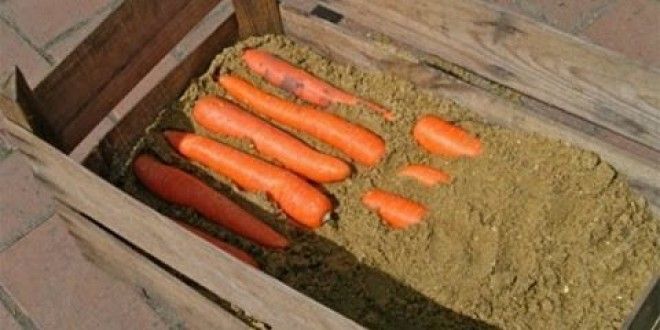 Как хранить морковь в ящиках: Чередуйте слои, пока не закончится морковь