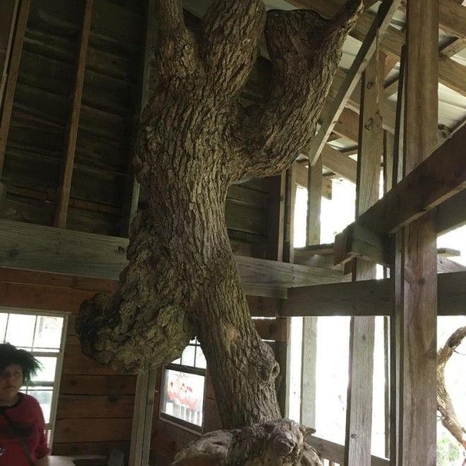 Священник построил 10-этажный дом на дереве с 80 комнатами