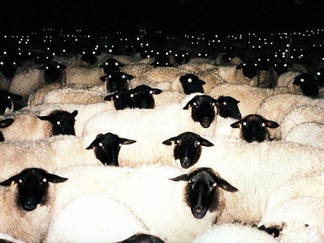 Кто бы мог подумать, что ночью овцы выглядят так страшно