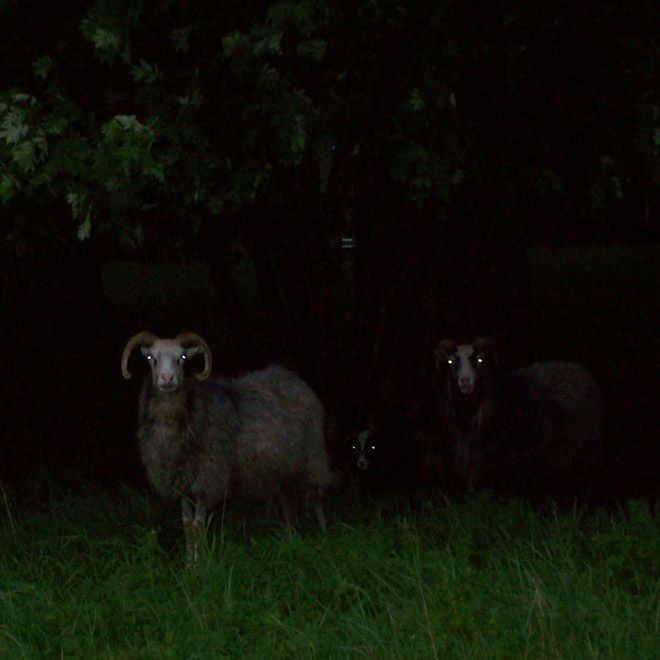 Кто бы мог подумать, что ночью овцы выглядят так страшно
