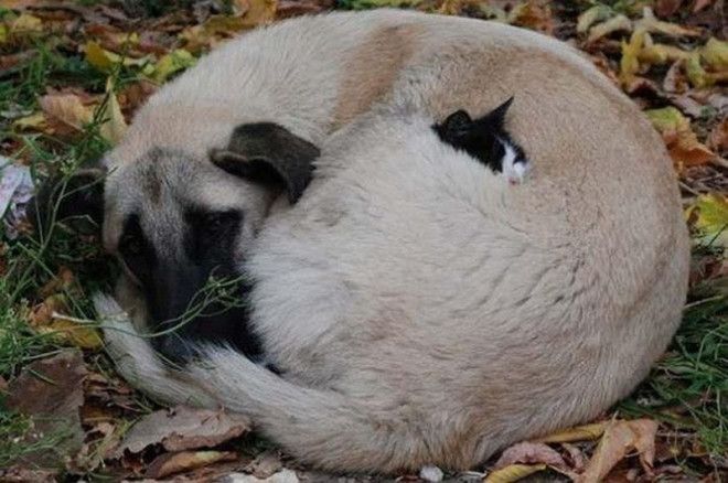Самые трогательные фотографии бездомных животных от которых сжимется сердце