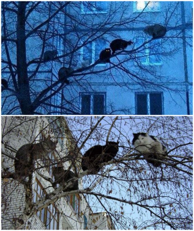 Коты прилетели. | Фото: Погранец.ру, 