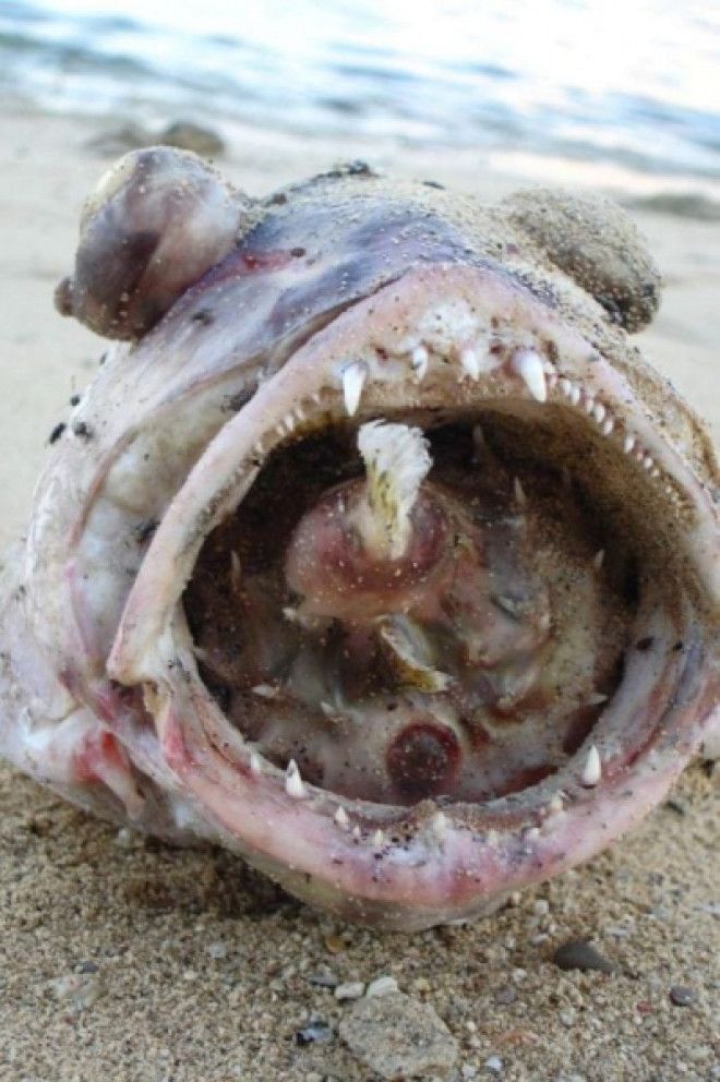 Фото и интересные факты о ядовитой рыбе фугу