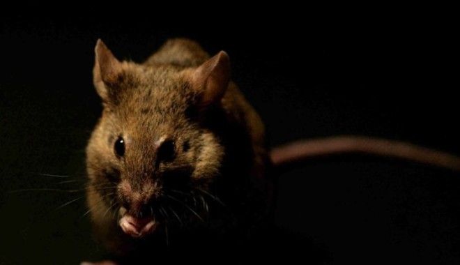 Мыши превосходно стали видеть в темноте после принятия глазных капель