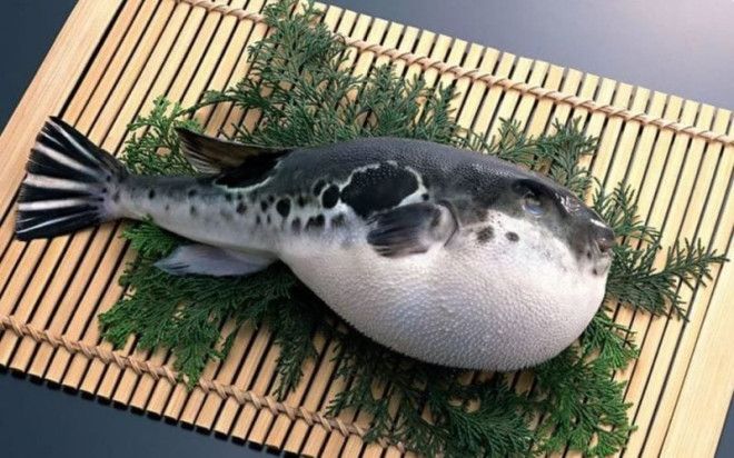 Фото и интересные факты о ядовитой рыбе фугу