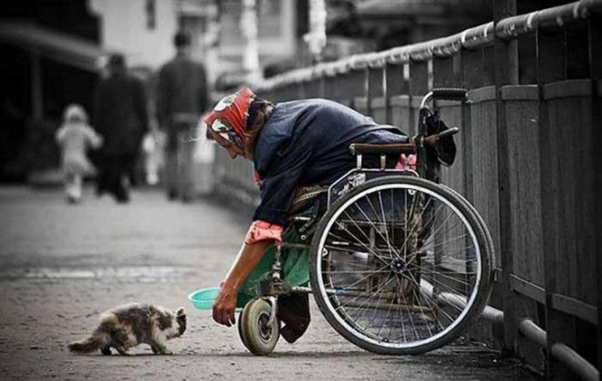 Самые трогательные фотографии бездомных животных от которых сжимется сердце