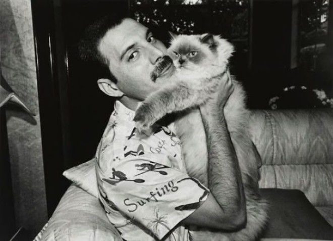Фото, передающие всю любовь Фредди Меркьюри к кошкам