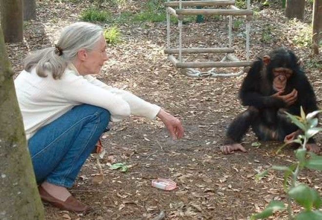 Человек против шимпанзе