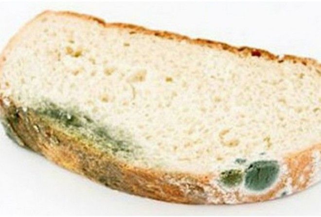 Хлеб с плесенью: чем опасна маленькая плесень для здоровья