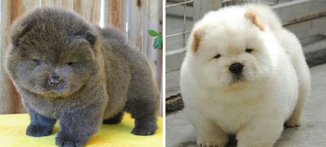 Собаки которые больше похожи на медведей