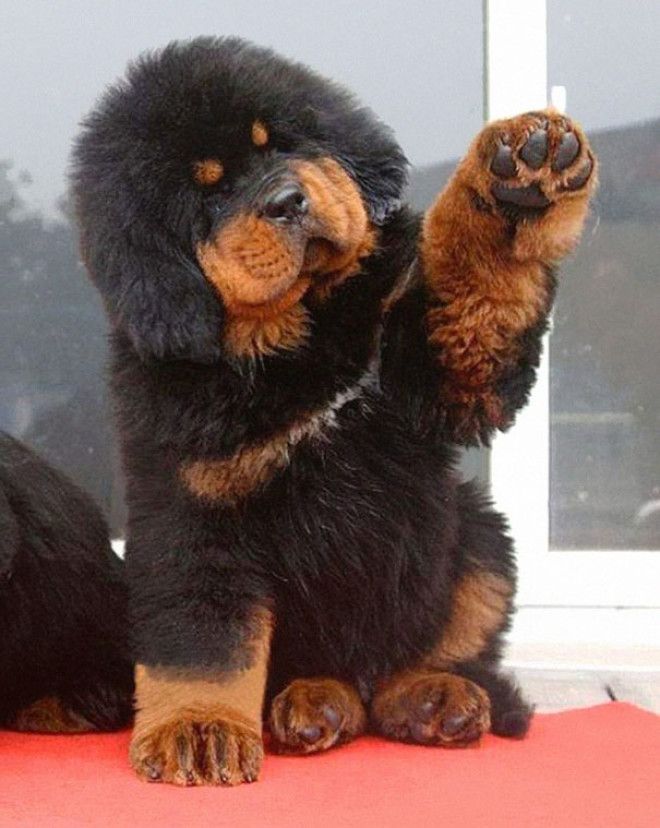 Собаки которые больше похожи на медведей