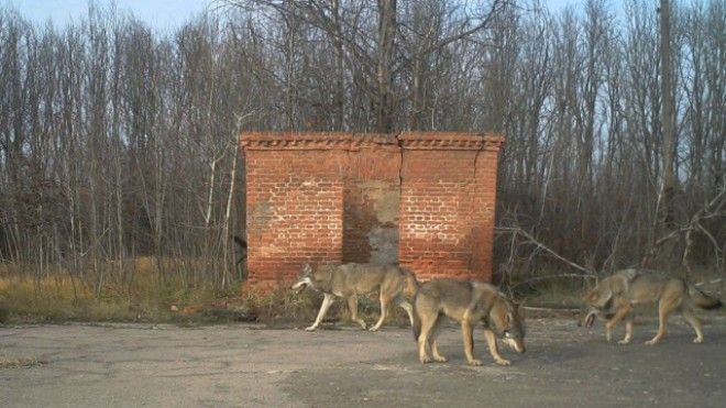 Возрождение природы в Чернобыле
