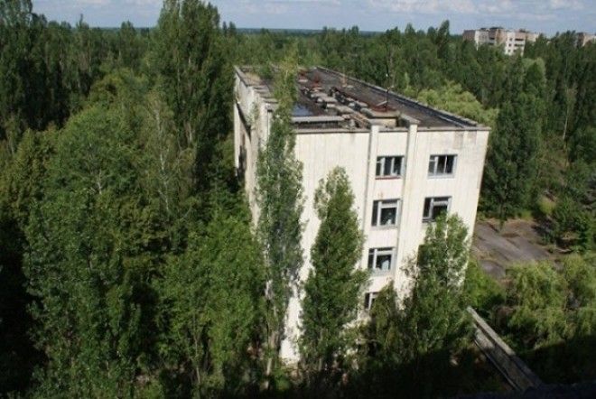Как природа забирает Чернобыль