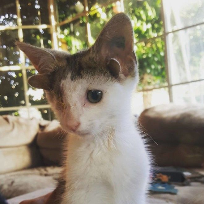 4 уха, 1 глаз и куча болячек: котенок-Франкенштейн покорил сердце сотрудницы приюта