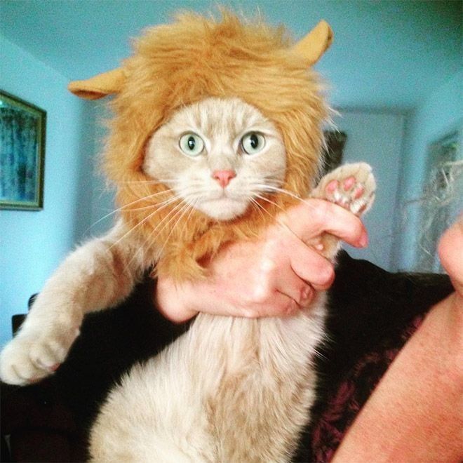Как превратить свою кошку в свирепого льва