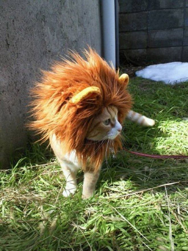 Как превратить свою кошку в свирепого льва
