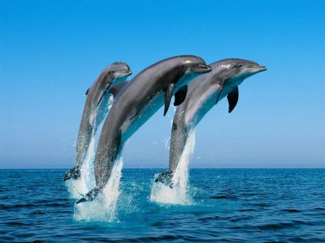 Дельфин друг человека!