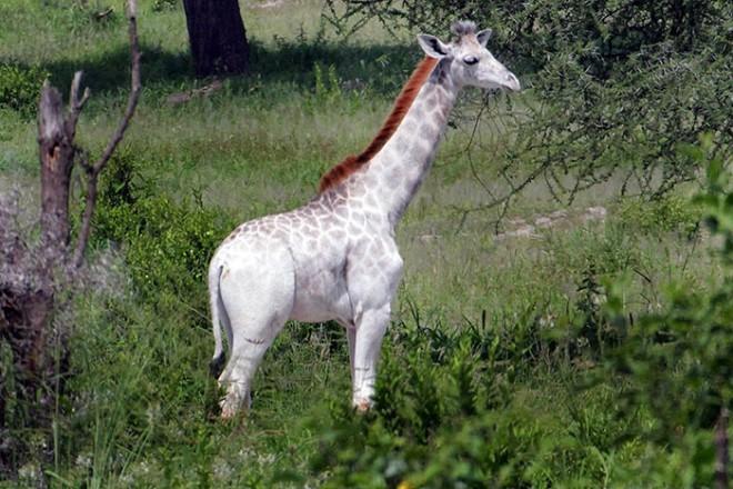 Изысканный бродит жираф! :-)