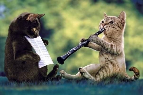 Коты-музыканты