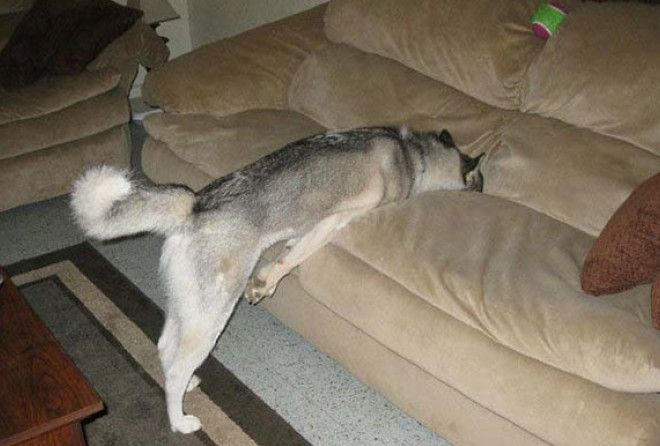 Когда чисто технически пес лапами на диван не залазит ;-)