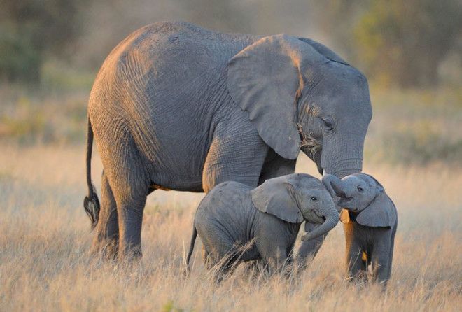 Самые милые и трогательные фото детенышей слонов