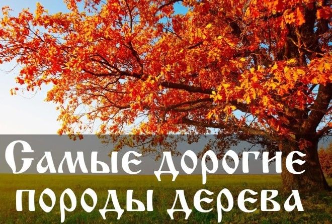 Превышают стоимость золота