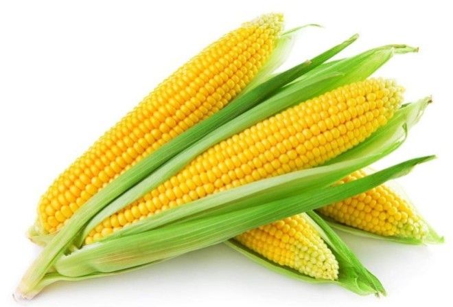 Кукуруза – одна из самых распространенных сельхозкультур на нашей планете. 