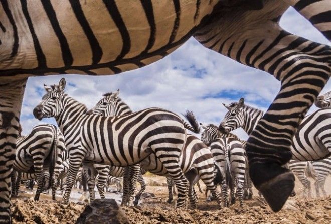 «Существует до 18 теорий эволюционных объяснений, почему на шкуре у зебр чередуются черные и белые полоски».