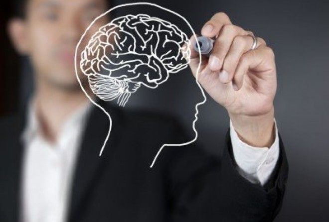 Именно количество синаптических связей, а не масса или объем мозга, влияют на уровень интеллекта.