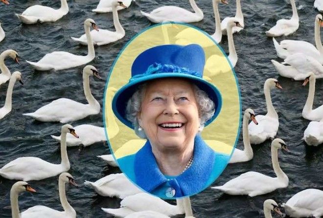 Все обитающие в реках и озерах Великобритании лебеди действительно принадлежат монарху. 