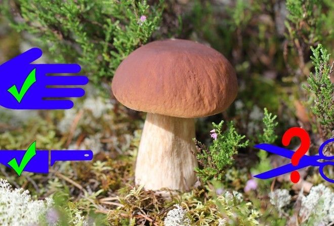 В походе за грибами главное, конечно, не результат, а процесс