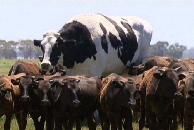 Корова великанских размеров, выращенная на одной из ферм Австралии, стала настоящей интернет-сенсацией 