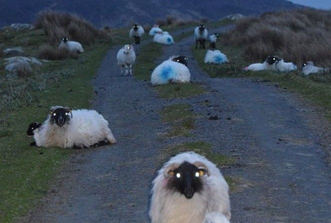 Если вспомнить, как овцы выглядят с наступлением темноты, то покемарить уже не получится.