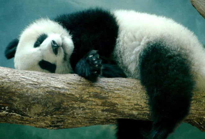 В «безбамбучный» год панды могут голодать и даже гибнуть от голода...