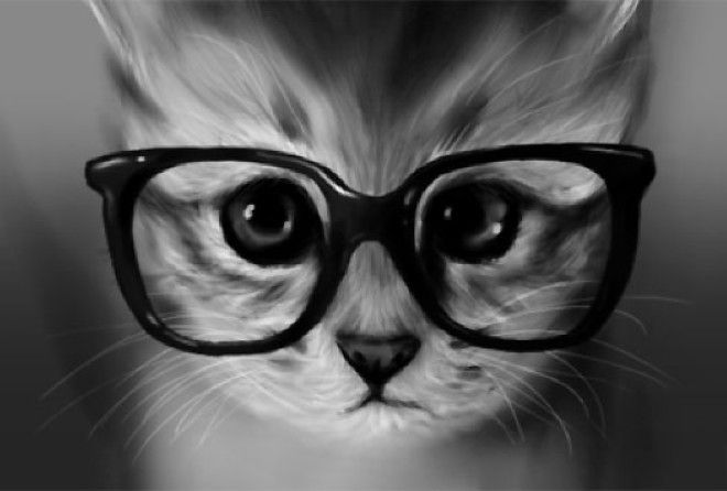 Популярные инстаграм-аккаунты котов, которые стали популярны в мире благодаря своей уникальности.  